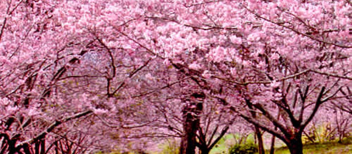 coroa de flores cemitério parque das cerejeiras